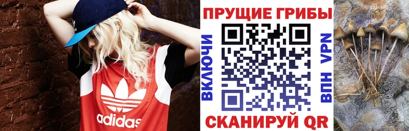 Псилоцибиновые грибы Psilocybine cubensis  Новочебоксарск 